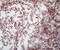 White-Deep Red Nylon Floral Vine Printed Lace Mesh Knit Fabric By the Yard